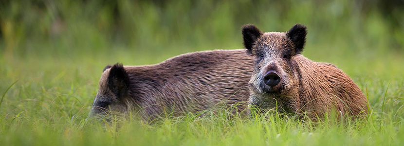 Confirmado un foco de Peste Porcina Africana en jabalíes en el noroeste de Italia