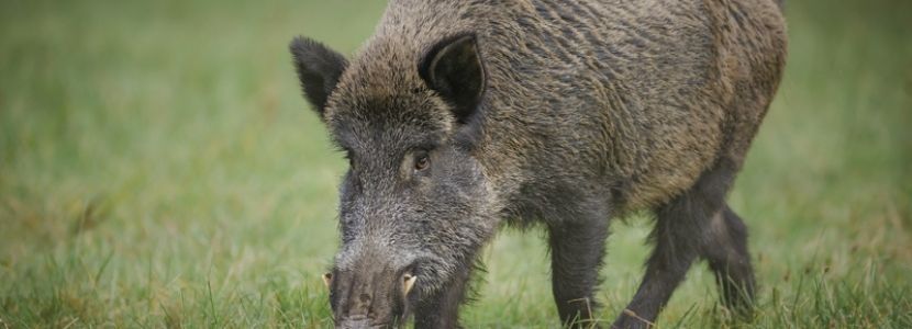 virus porcino amenaza las exportaciones de Europa