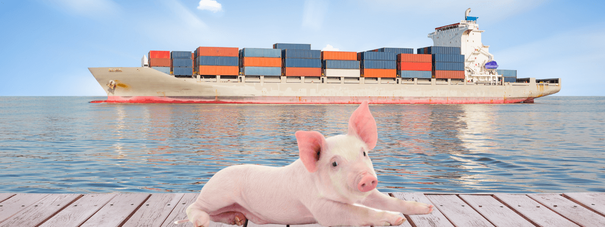 Exportações de carne suína alcançam 1,13 milhão de toneladas em 2021