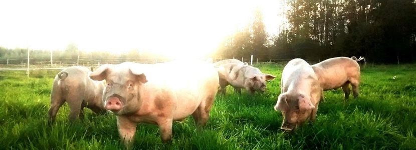Se reduce un 40% las emisiones de Gases de Efecto Invernadero del sector porcino