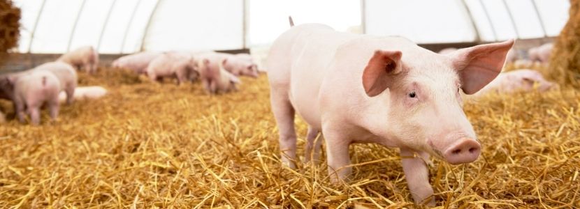 Efecto del ambiente en la producción porcina