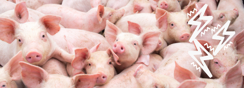 Estrés: ¿Cuál es su rol en el desencadenamiento de enfermedades en cerdos?