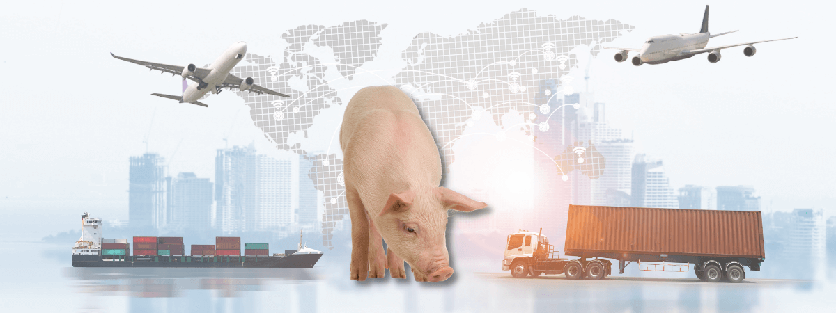 Exportações de carne suína aumentam 18,2% em janeiro