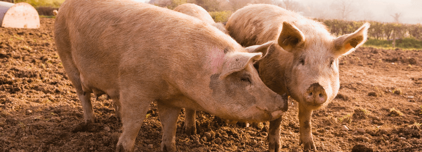 Exploran la respuesta inmunitaria de los cerdos frente a la Influenza