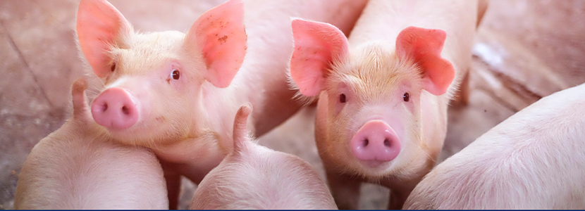Ceva organiza un webinar sobre Salmonella en porcino, presente en...