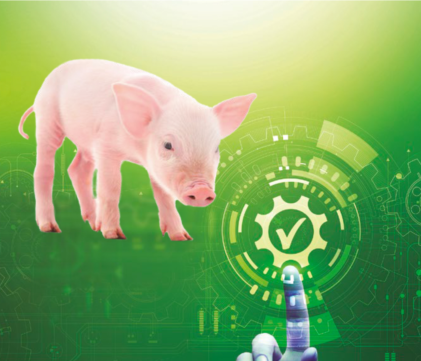Bienestar animal – ¿Clave para la sostenibilidad en la producción porcina?