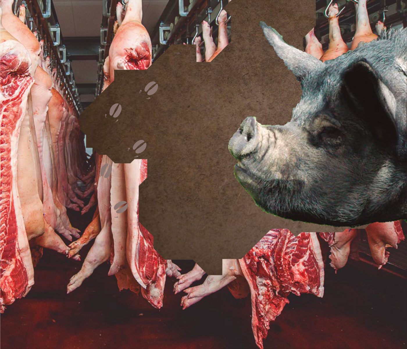 Tras las huellas del cerdo Chato Murciano – Calidad de la canal y de la carne