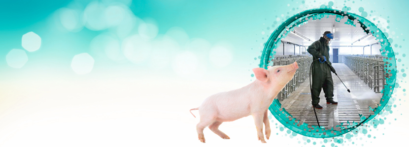 ¿Cómo motivar para limpiar y desinfectar bien en explotaciones porcinas?