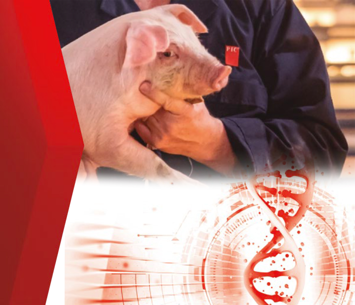 Nuevas tecnologías aplicadas al servicio del progreso genético porcino – Ejemplo práctico