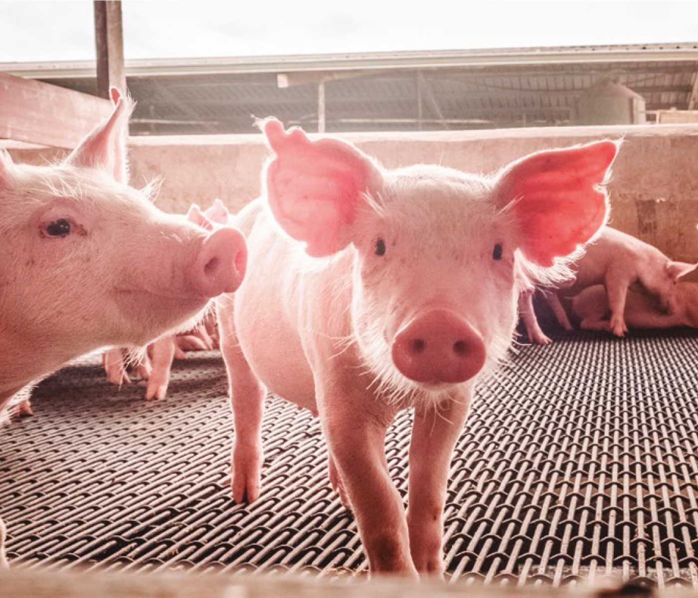 ¿Ha llegado la hora de revisar las fases de transición y engorde de cerdos? – Parte I