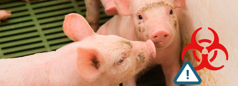 Raesgra&Biojuneda, comprometida 100% con la bioseguridad en explotaciones porcinas