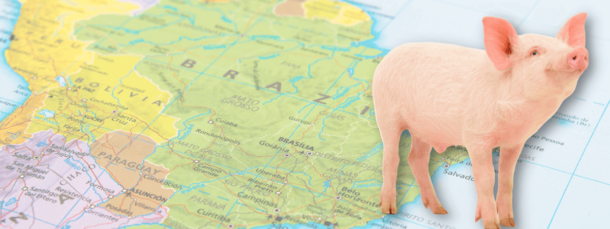 Brasil atinge recorde de abate suínos em 2021