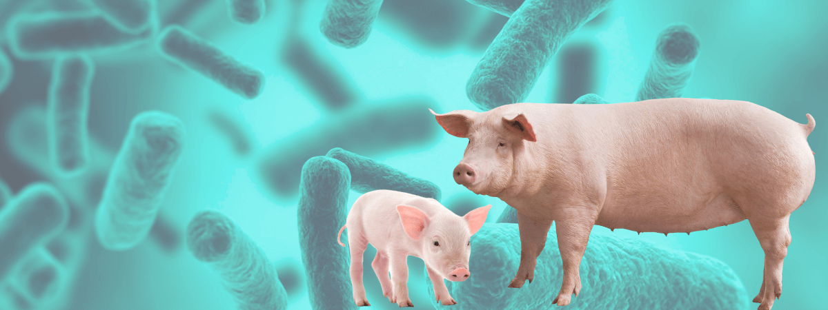 Uso de antibióticos em porcas gestantes e o desenvolvimento intestinal de leitões