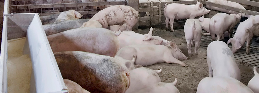 OIRSA ofrece fondos para erradicar la Peste Porcina Africana