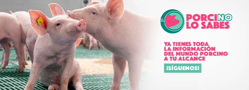 MSD Animal Health refuerza compromiso con sector porcino lanzando @PorcinoLoSabes...