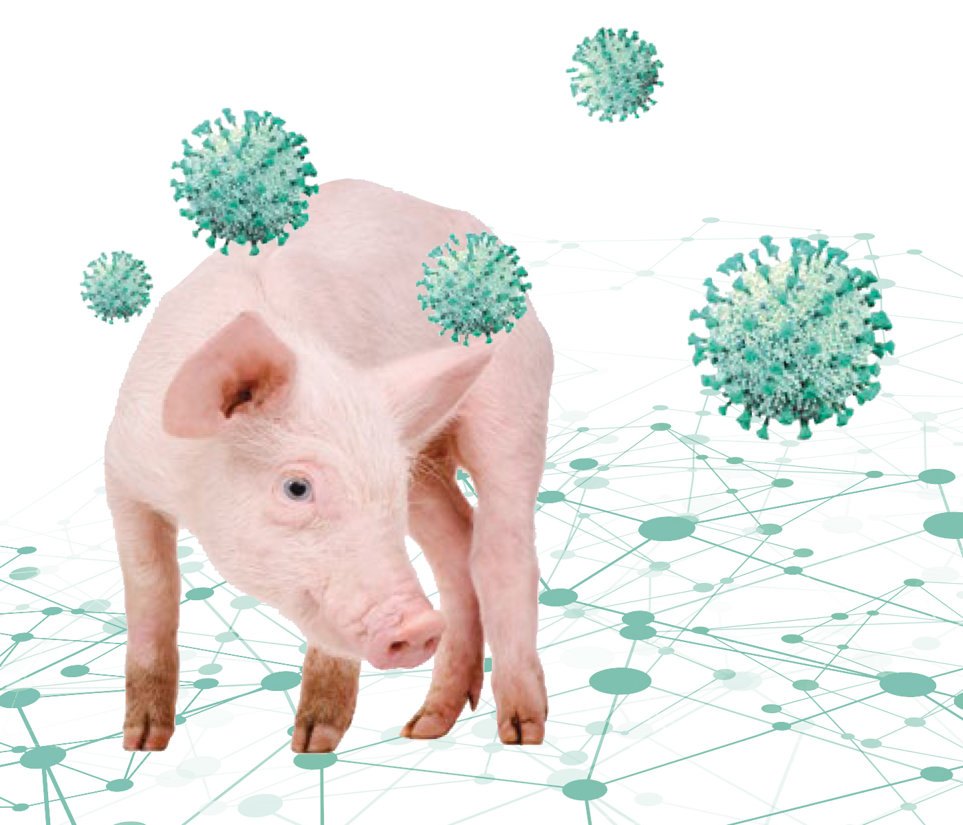 Diversidad genética de coronavirus porcinos implicados en brotes de diarrea en España