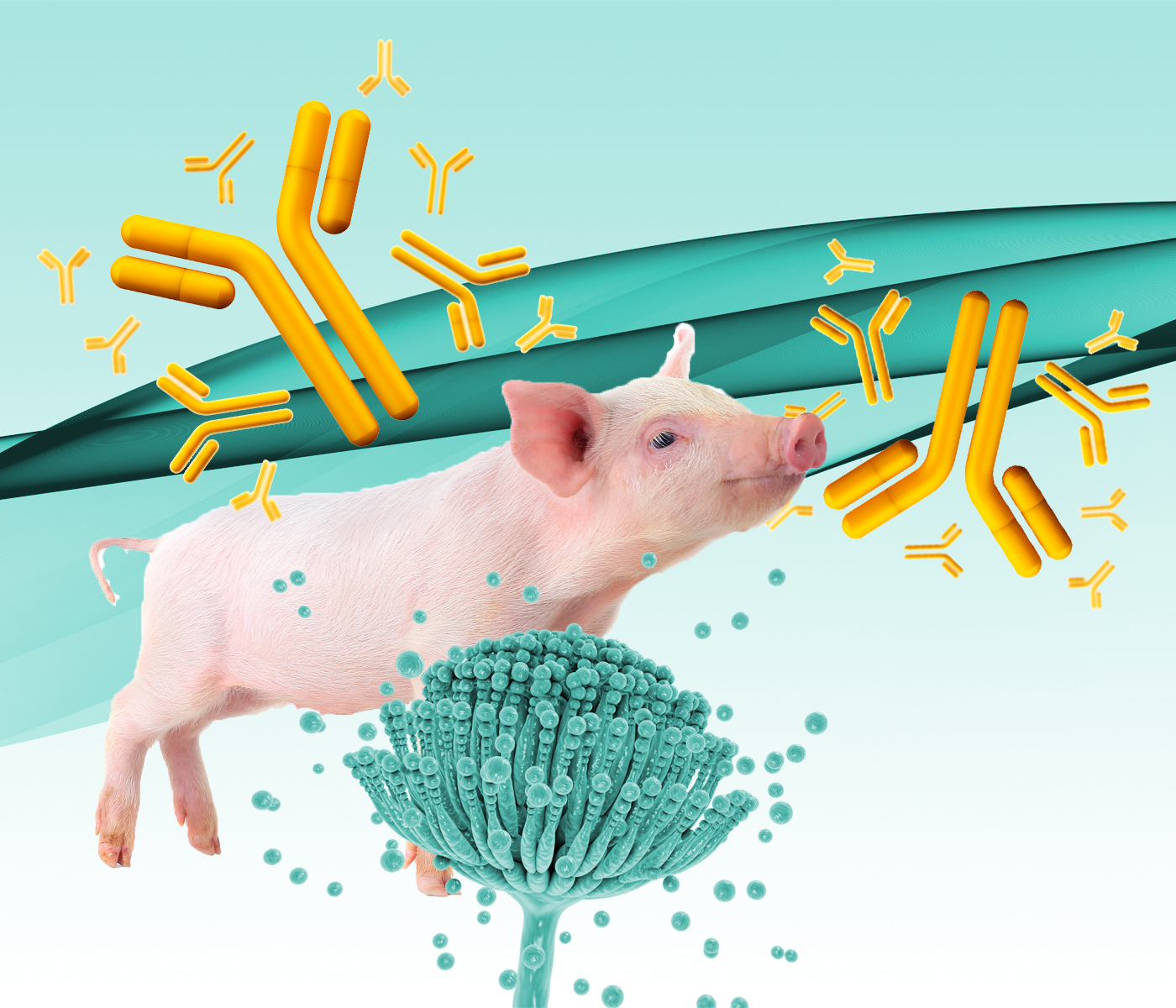 Micotoxinas – ¿Cómo afectan al sistema inmunitario porcino?
