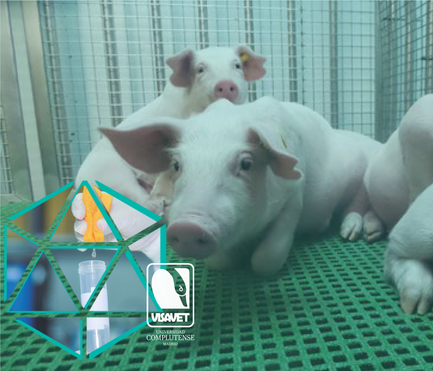 Muestreo sencillo y seguro para monitorizar el virus de la Peste Porcina Africana
