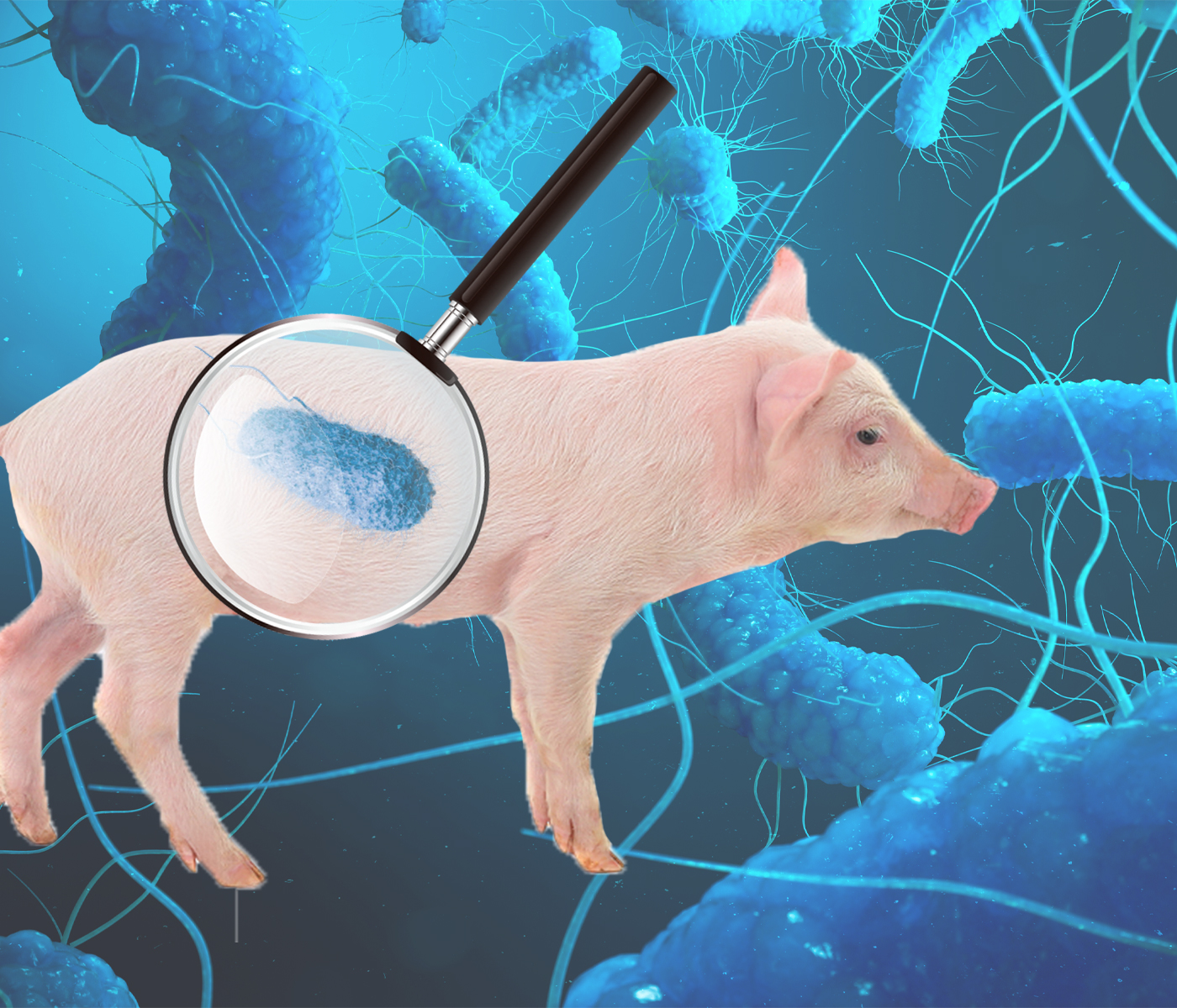 Salmonelosis porcina: la infección en lechones, ¿el eslabón olvidado para...