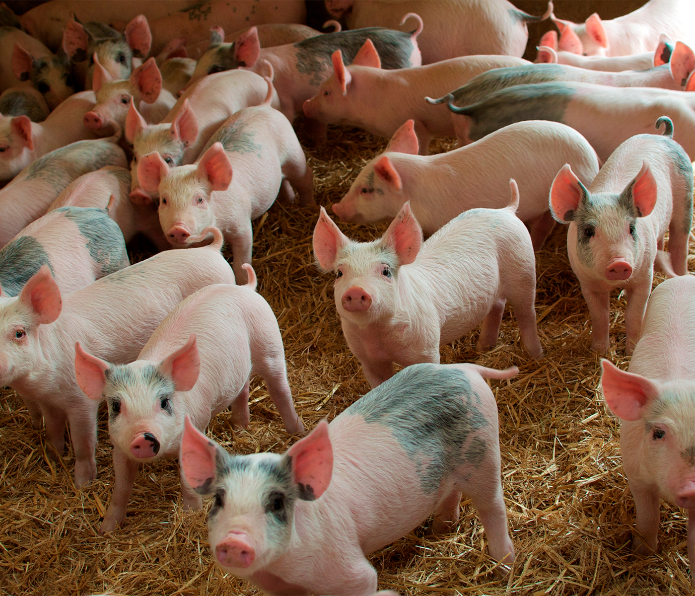 ¿Ha llegado la hora de revisar las fases de transición y engorde de cerdos? – Parte 2