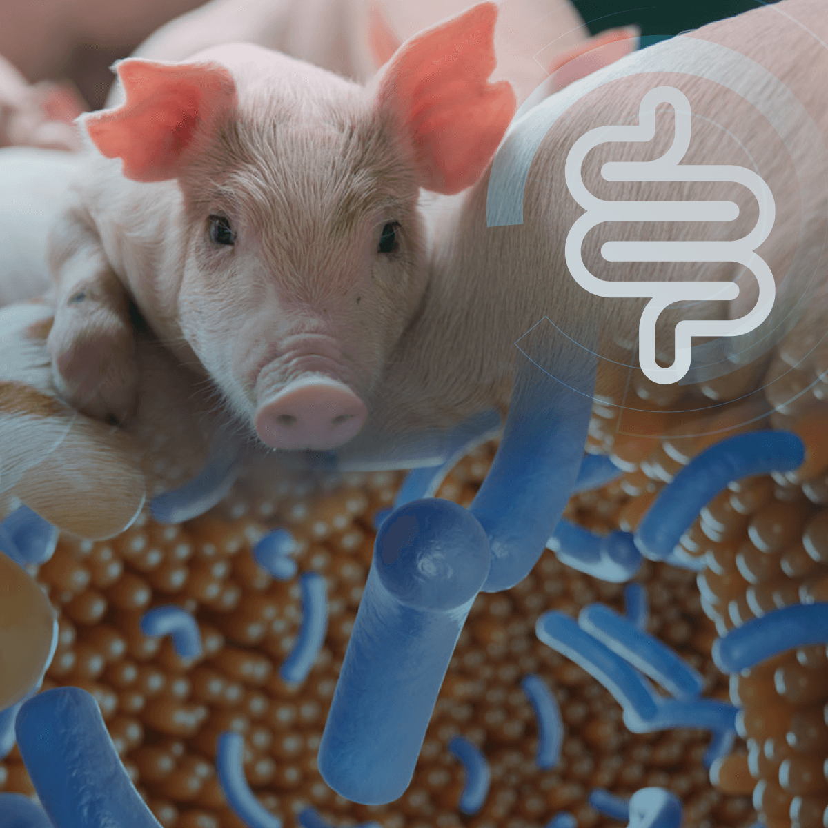 Salud intestinal y microbiota – Piezas indispensables del puzle de la producción porcina sin ZnO