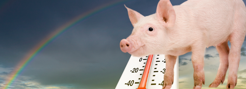 Efectos del estrés térmico en cerdos