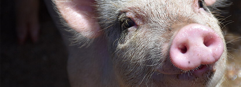 La saliva, indicador del estrés y del estado inmune de los cerdos