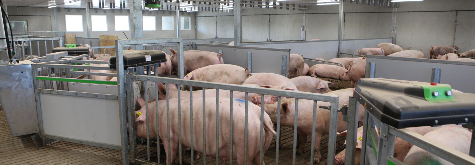 China’s pork giants expand despite weak demand