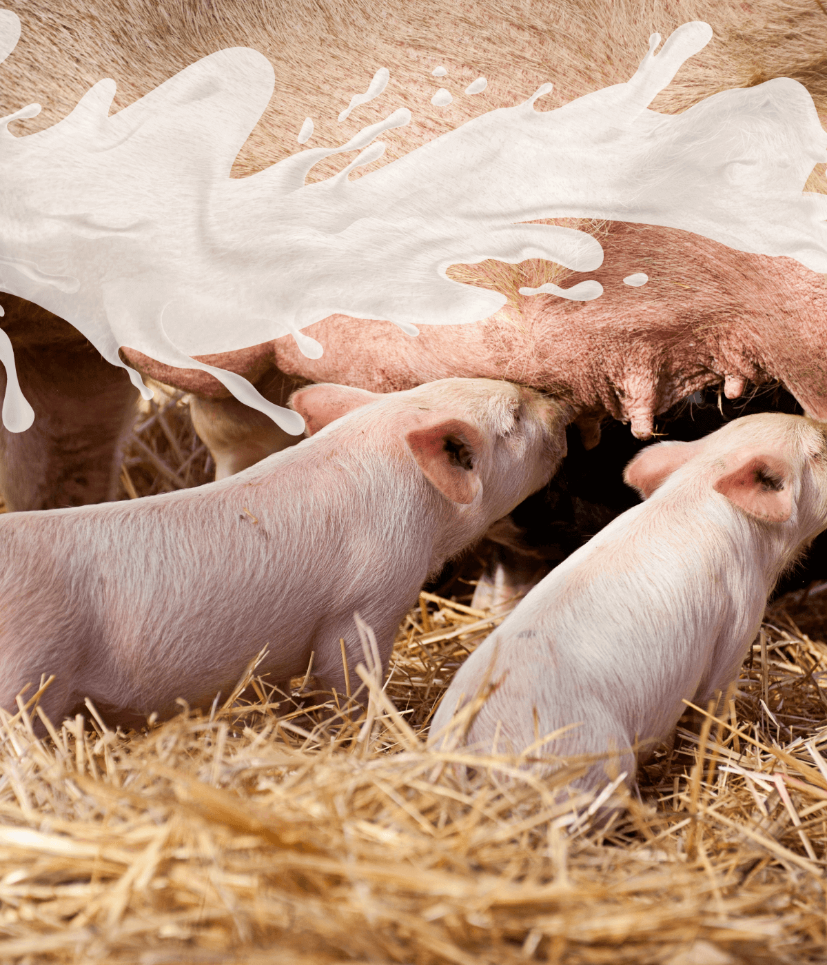 Fatores que influenciam a produção e composição do leite em porcas