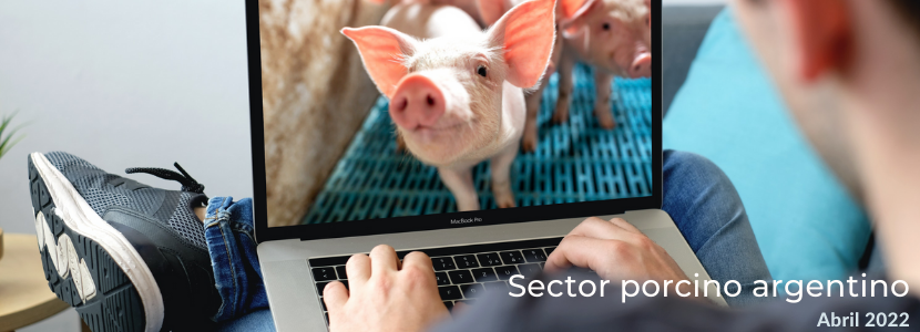 Informe del sector porcino argentino: abril 2022