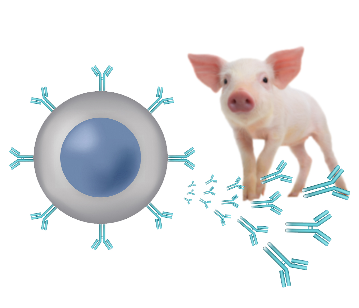 Caracterizan un anticuerpo neutralizante monoclonal universal frente a G. parasuis CdtB