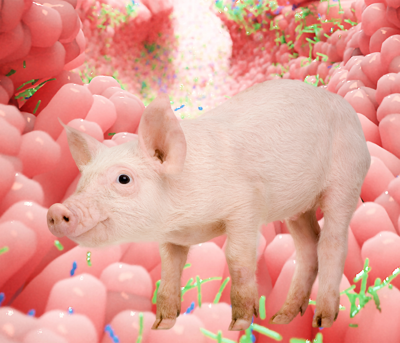 ¿Puede la vida intrauterina influir en el desarrollo gastrointestinal de los cerdos?