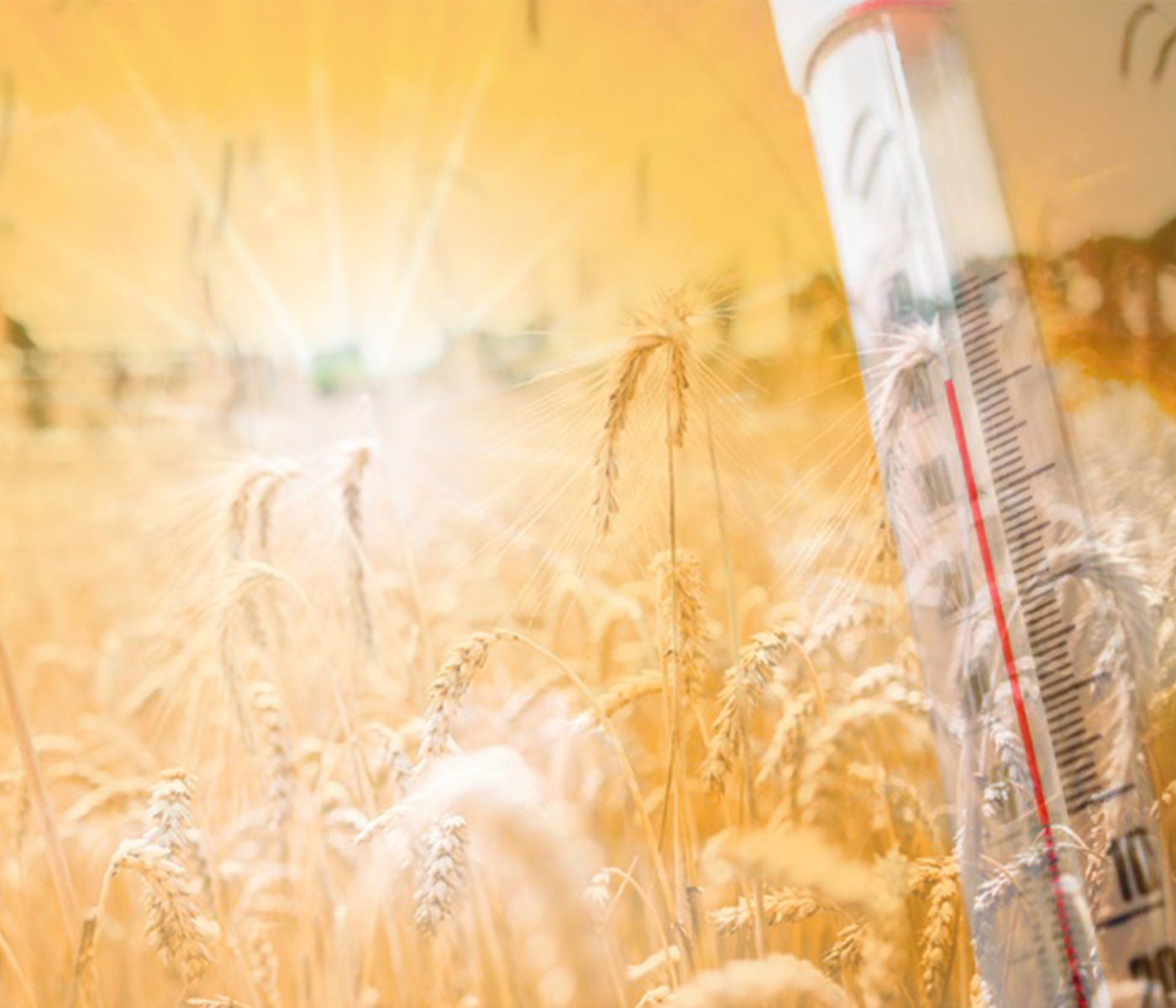 El calor sufrido en el sur de Europa puede provocar daños en las cosechas de cereales