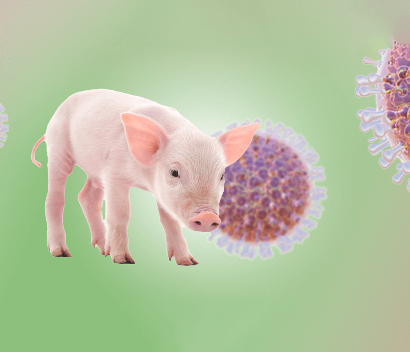 Porcine rotaviruses: epidemiology, pathogenesis, clinical signs, diagnosis and disease control