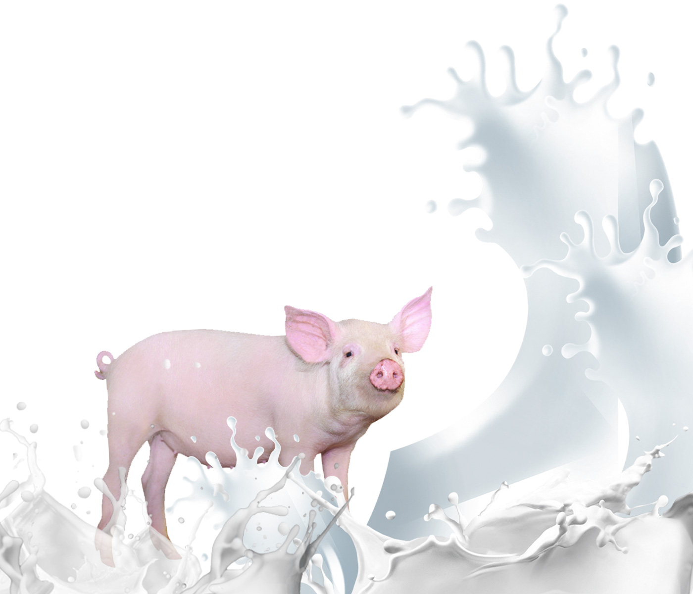 ¿Por qué es importante usar lacto reemplazantes en los neonatos porcinos?