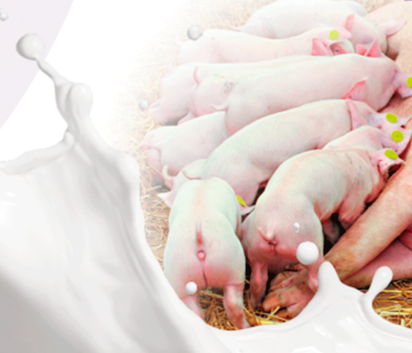 ¿Por qué es importante usar Lacto Reemplazantes en los neonatos porcinos? PARTE II