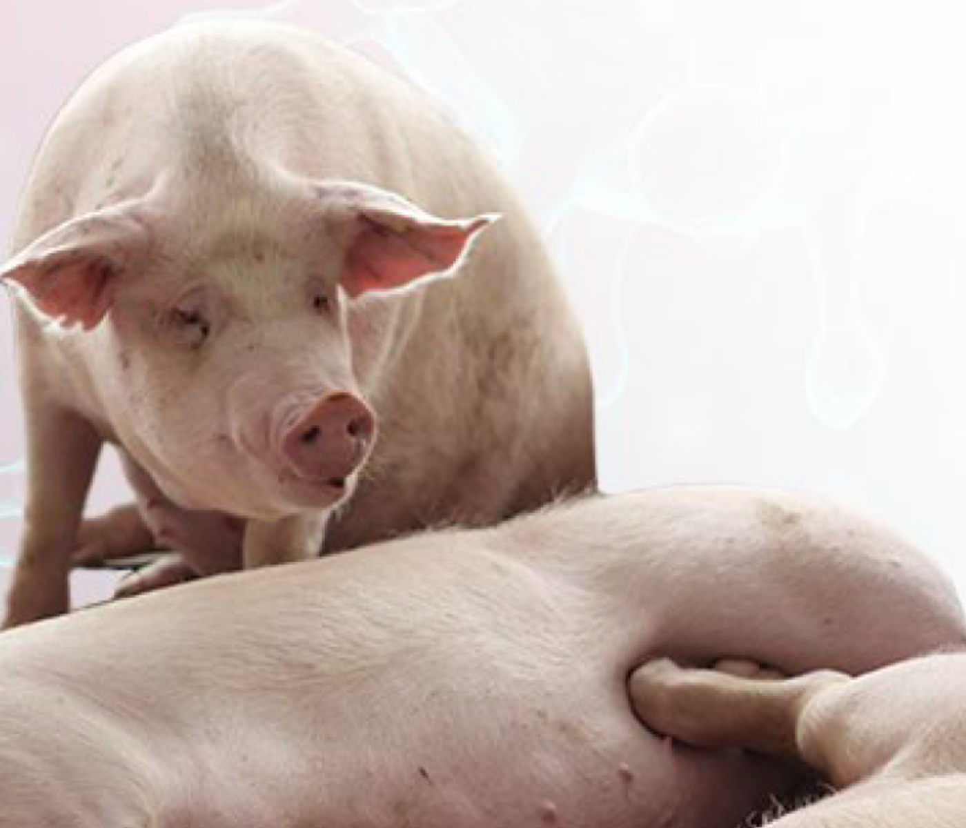 Causas de mortalidad en cerdos en crecimiento y finalización