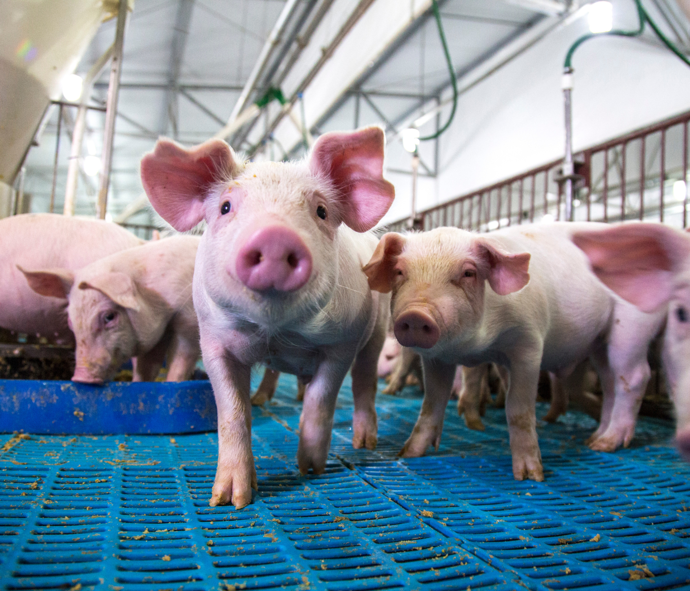Aumentan las importaciones de carne porcina en Argentina