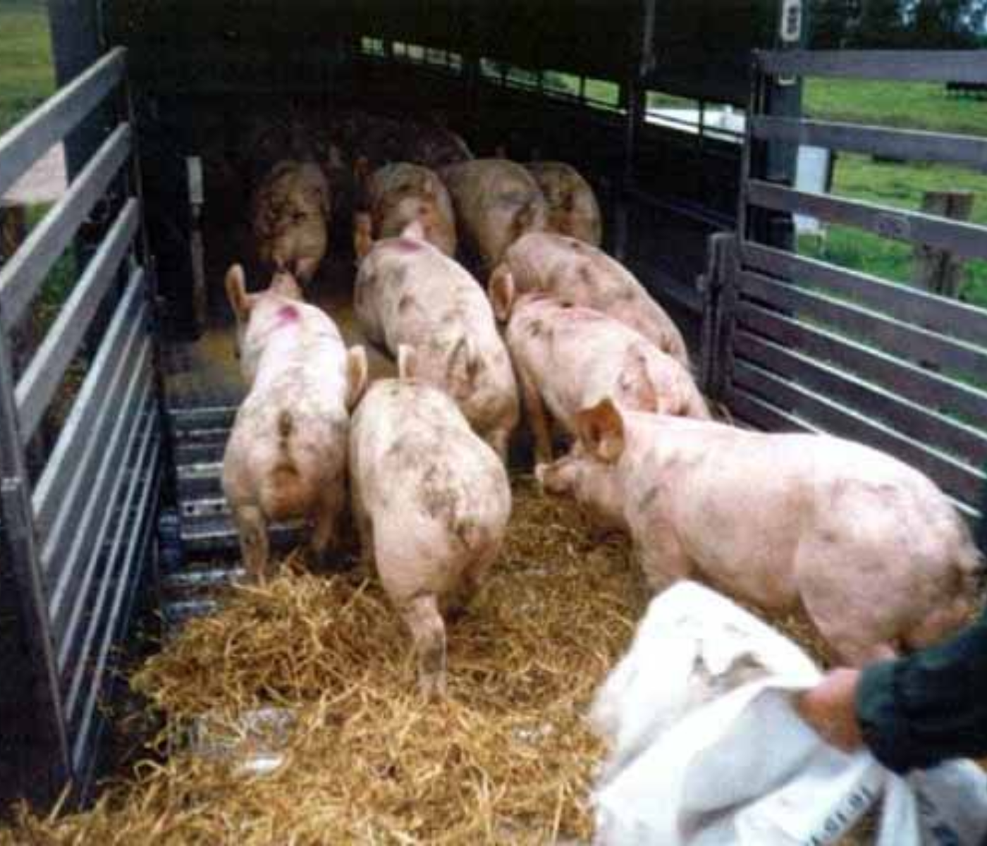 Bienestar porcino durante el transporte