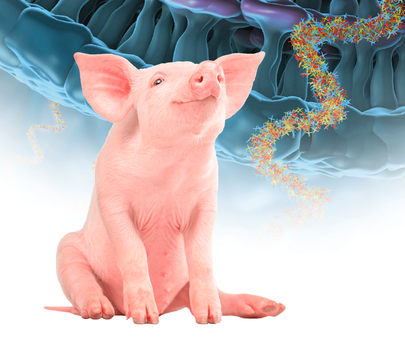 Uso racional de antimicrobianos en porcino: Antimicrobianos que actúan inhibiendo la síntesis de proteínas – Parte II