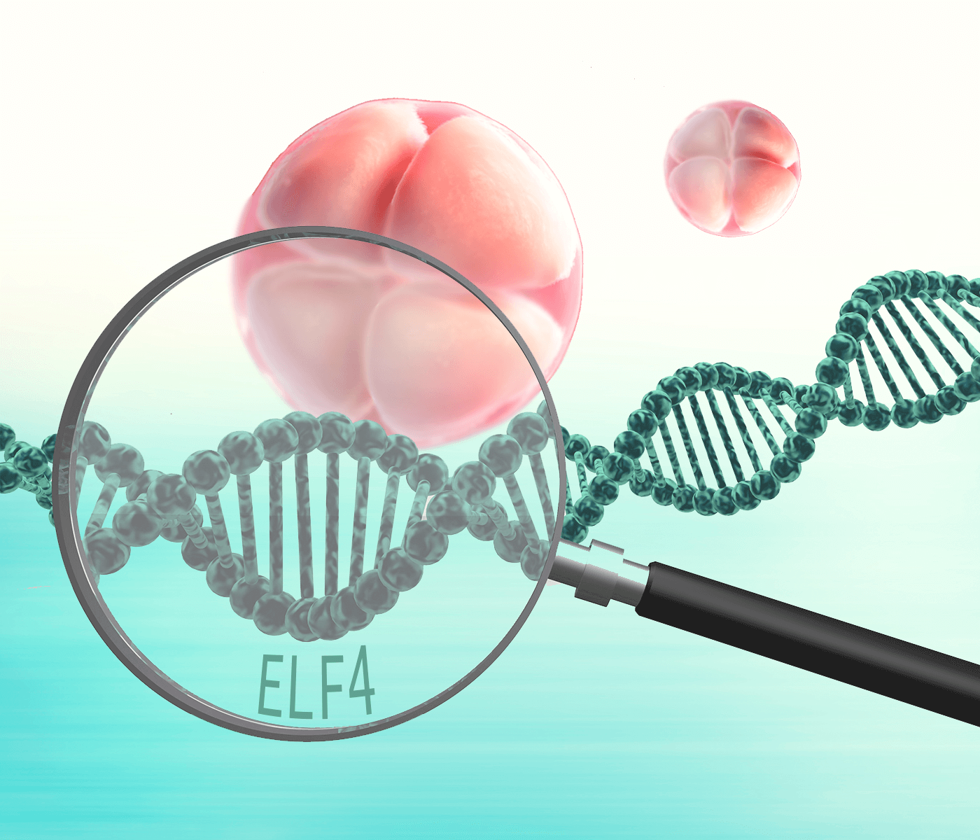 Papel del gen ELF4 en el desarrollo embrionario porcino