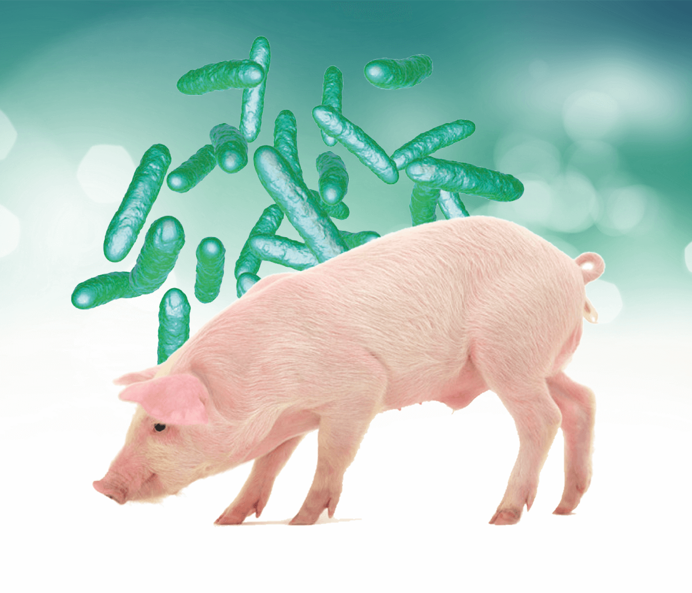 Estudio de la microbiota intestinal en producción porcina: técnicas y...