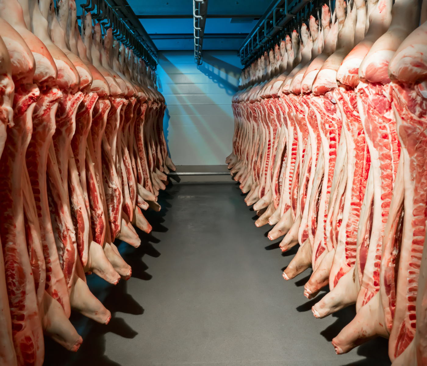 Métodos de aturdimiento pre faena: ¿Cómo influye en la calidad de la carne porcina?