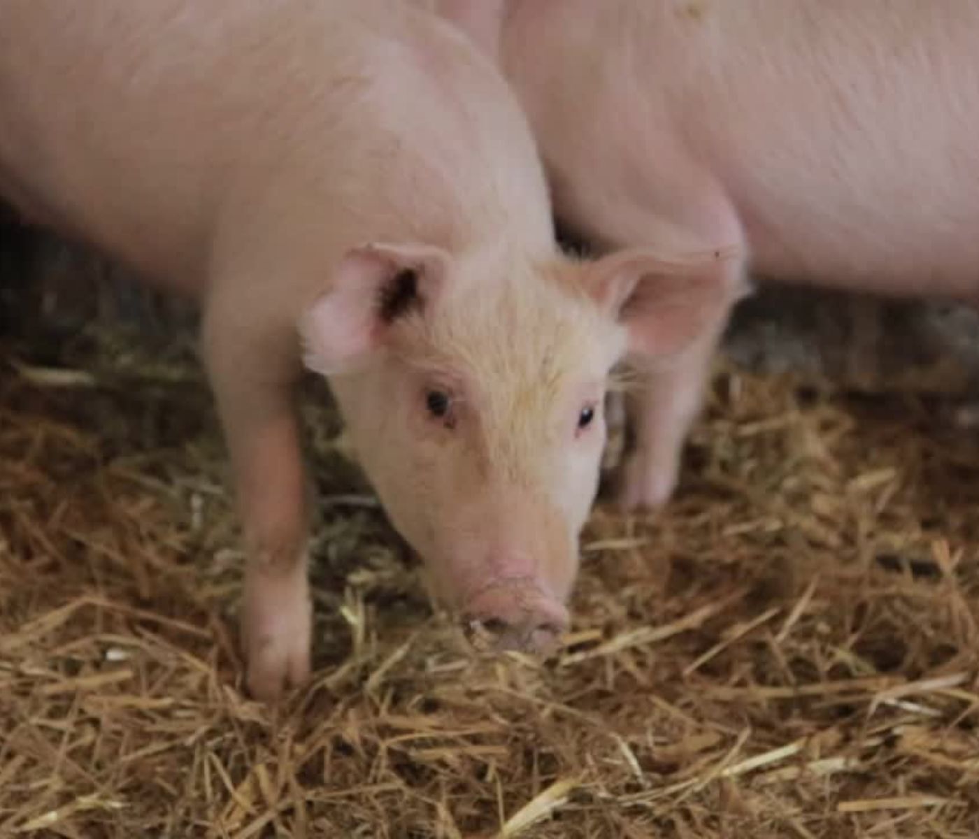 Polifenoles de manzana en cerdos de engorde: efecto en calidad de carne