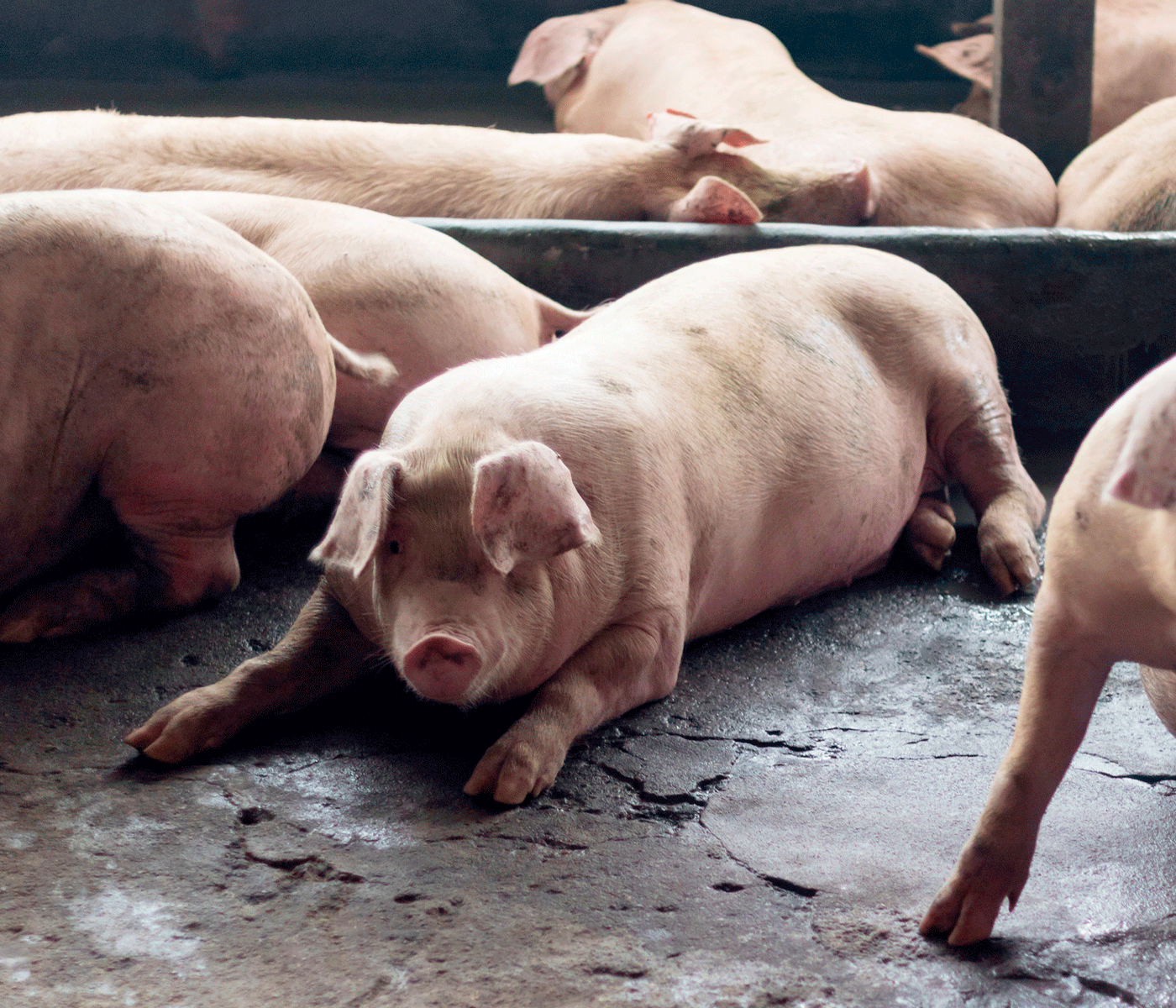 Estancamiento de la carne de cerdo en Paraguay