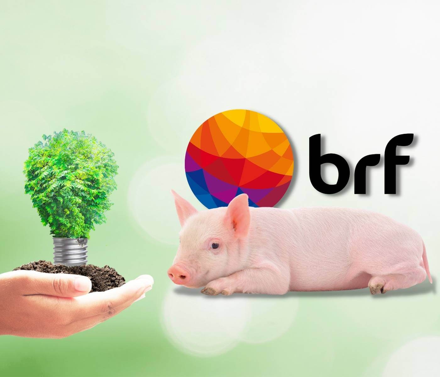 BRF incentiva a reutilização sustentável de dejetos de suínos para produção de energia e adubo para plantas