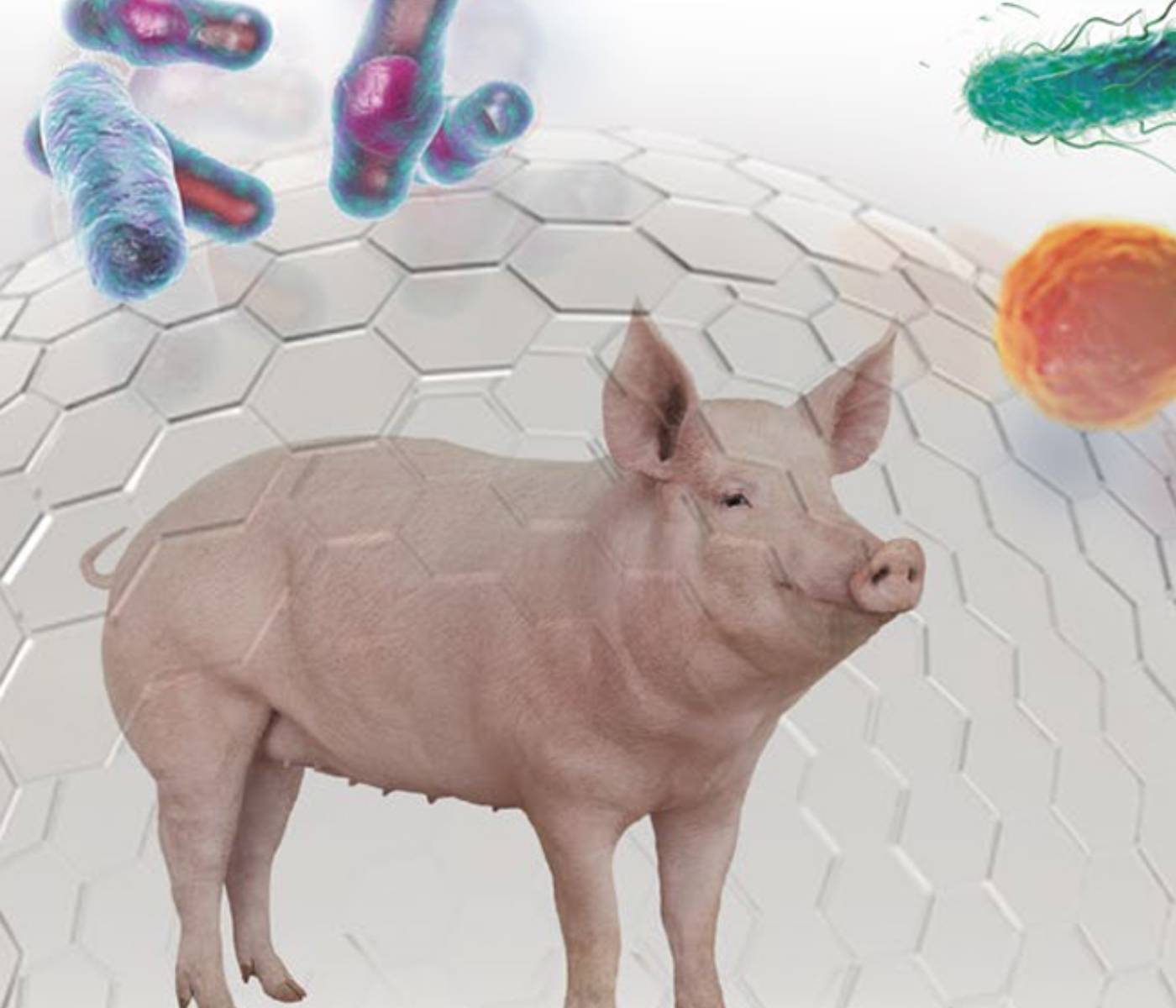 Boas práticas de biosseguridade em granjas comerciais de suínos