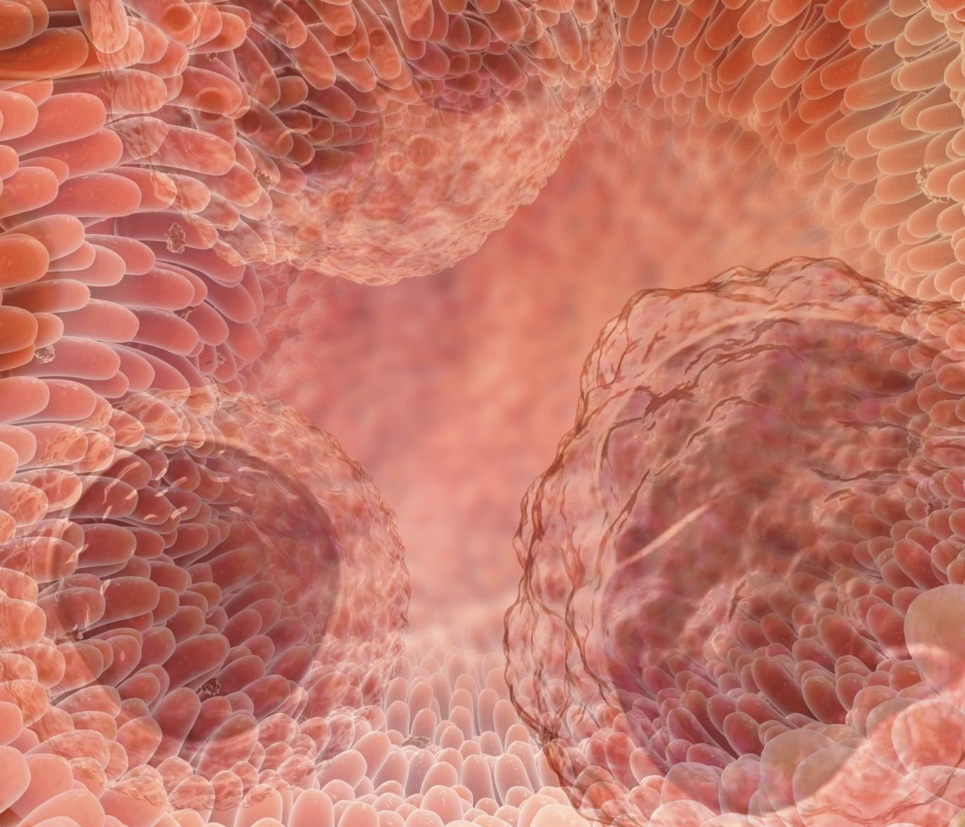 Intestino, o maior órgão imune do organismo – Parte I