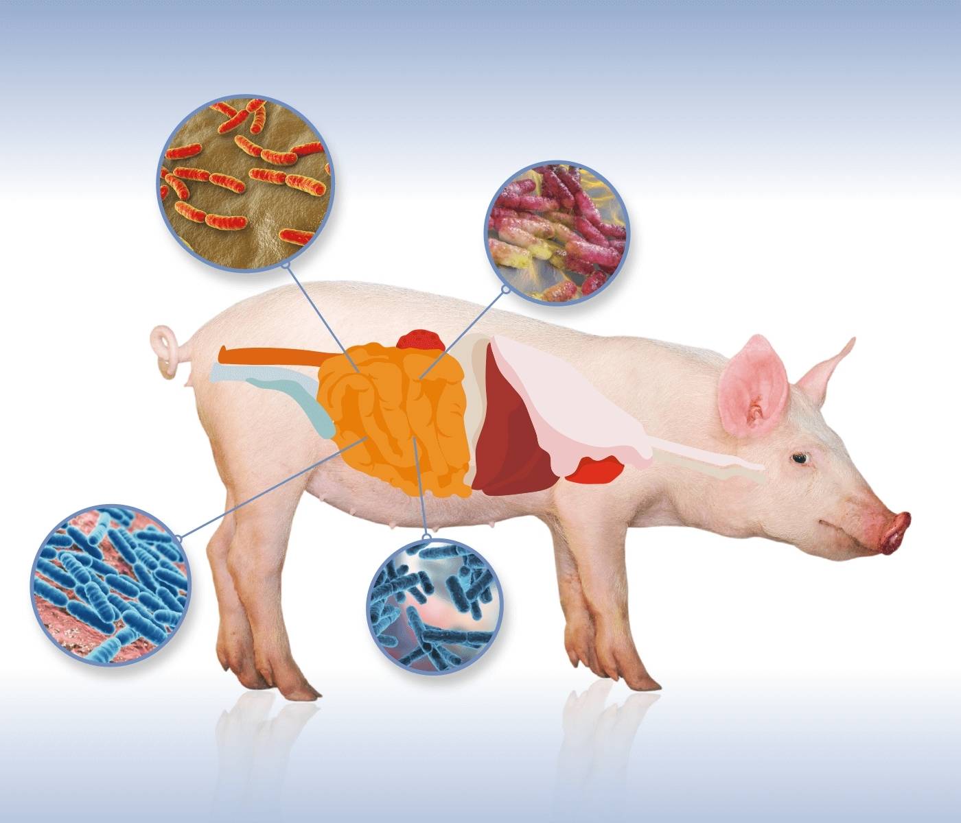 Gut microbial diversity of pigs and swine dysentery cases