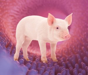 A vida intrauterina pode influenciar o desenvolvimento gastrointestinal dos suínos?